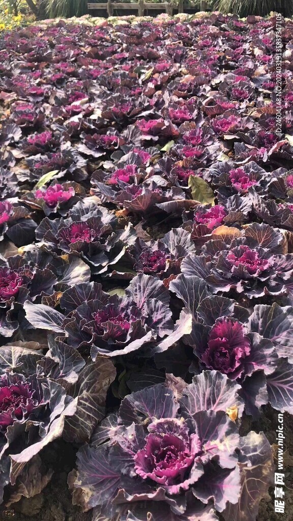鲜花