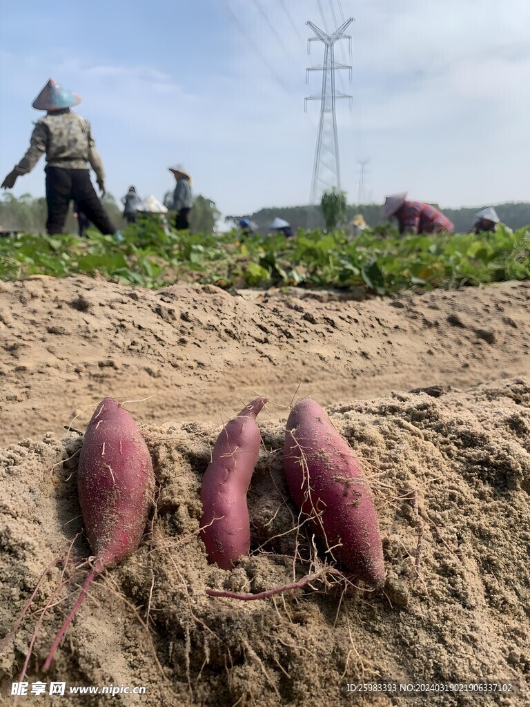红薯栽培