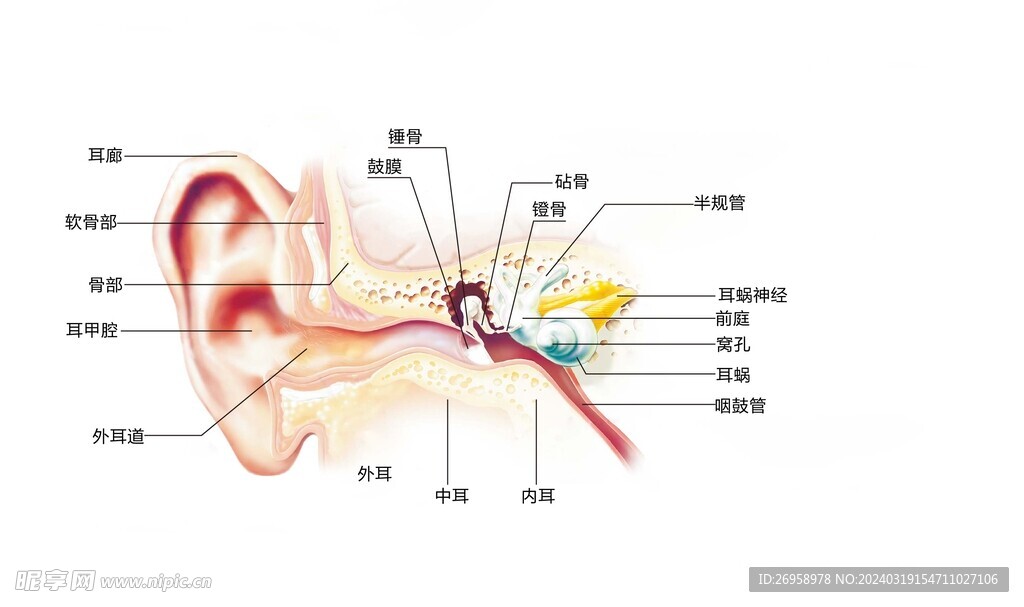 耳朵的结构