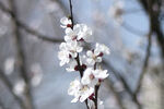 春日桃花