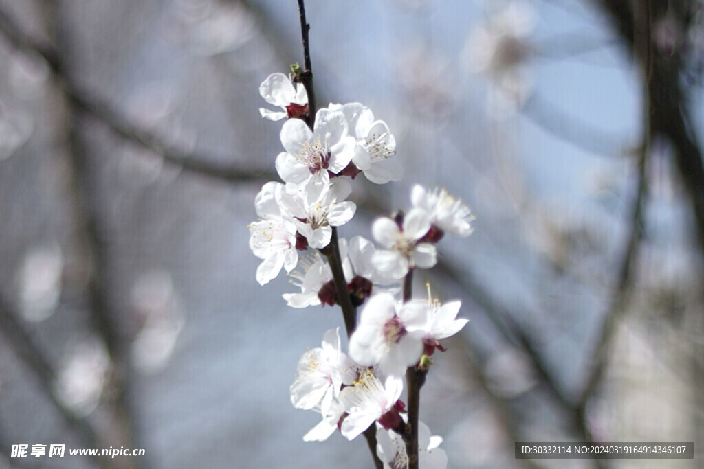 春日桃花