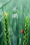 小满节气海报