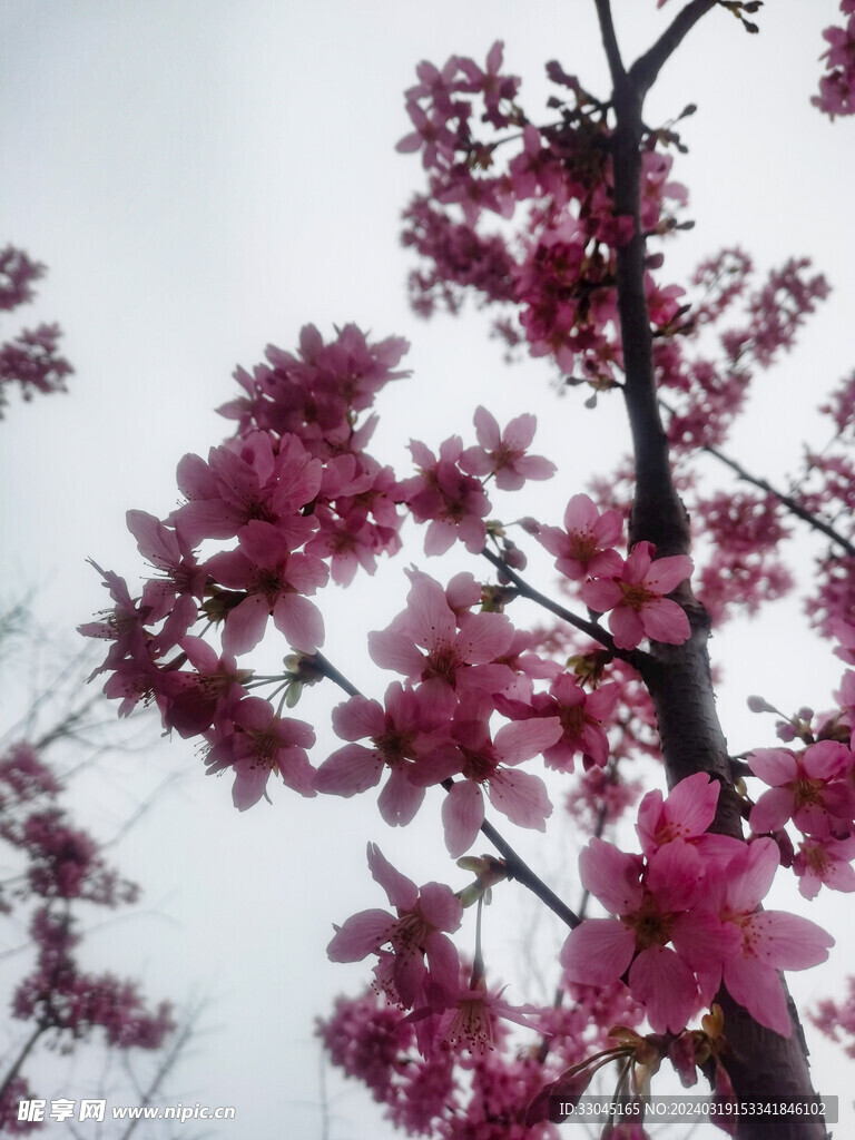 樱花