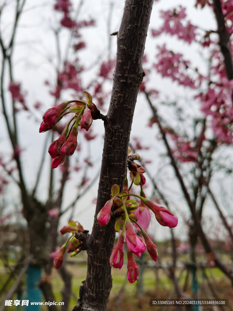 樱花
