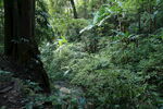 茶山