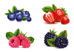 水果草莓蓝莓矢量
