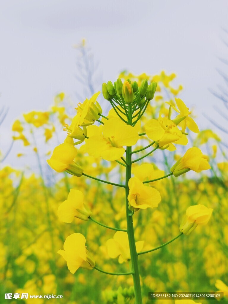 油菜花