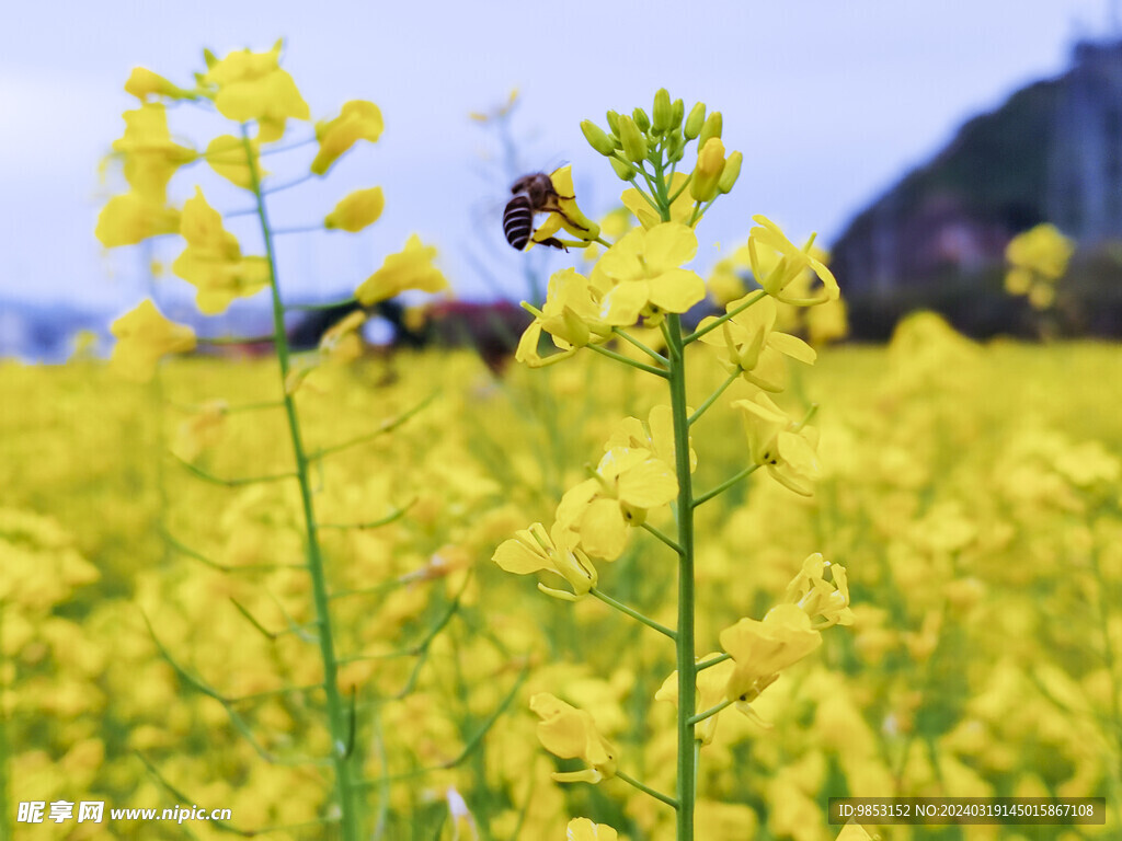 油菜花