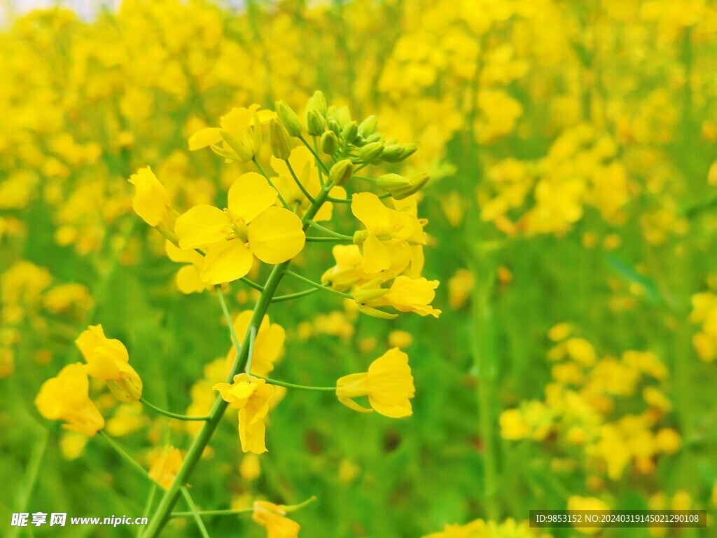 油菜花