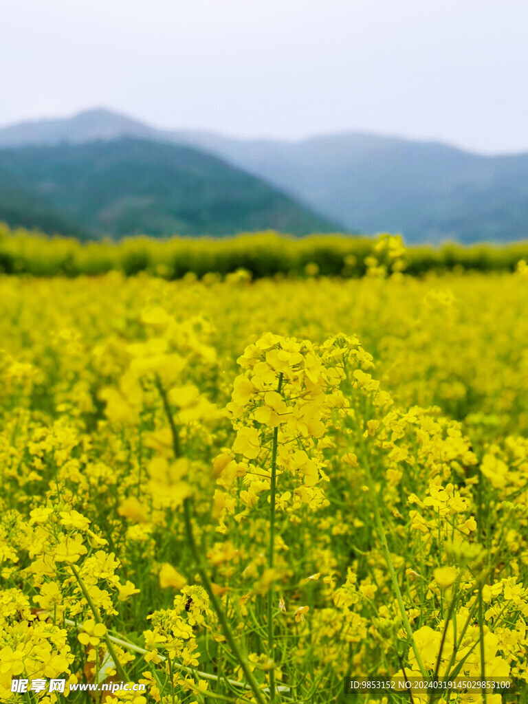 油菜花田