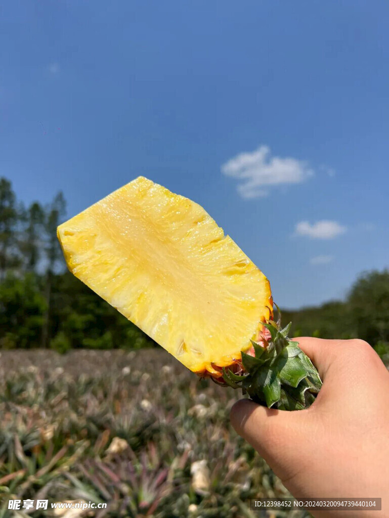 菠萝