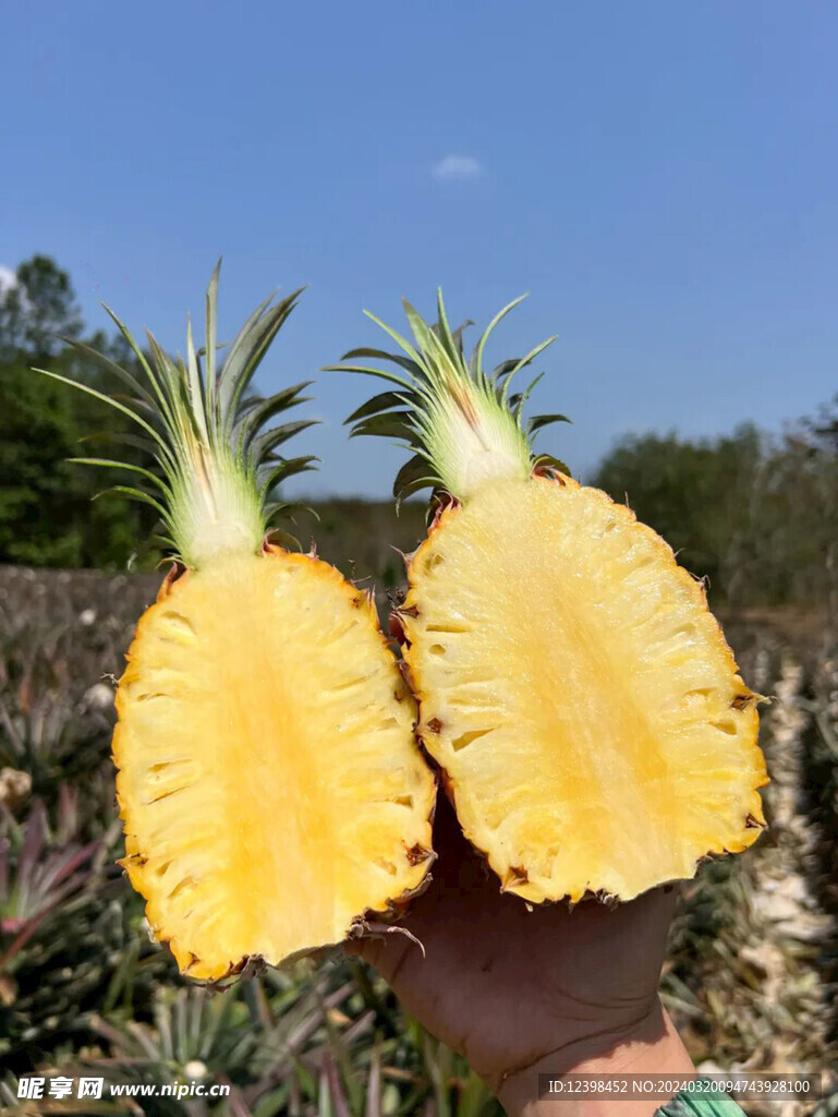 菠萝