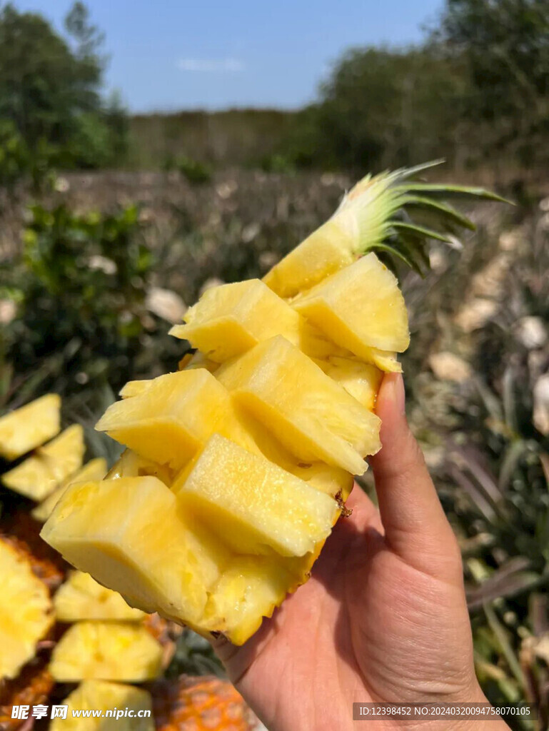 菠萝