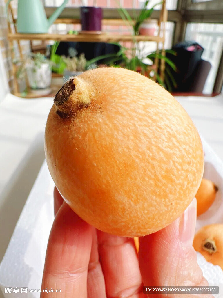 枇杷