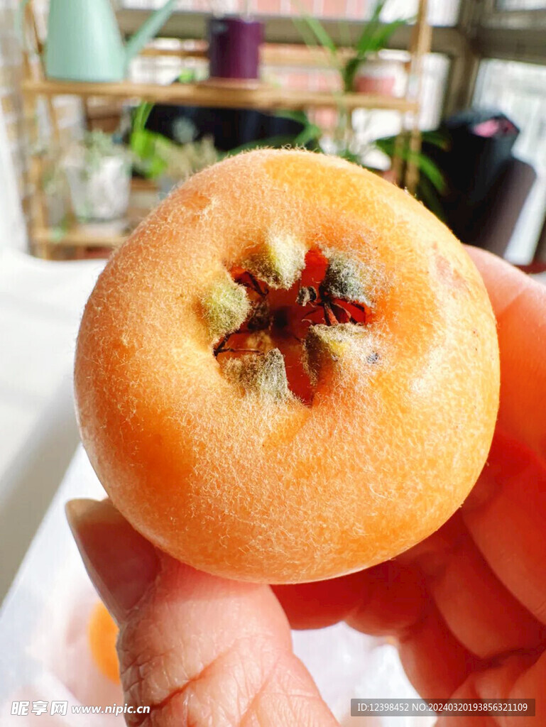 枇杷