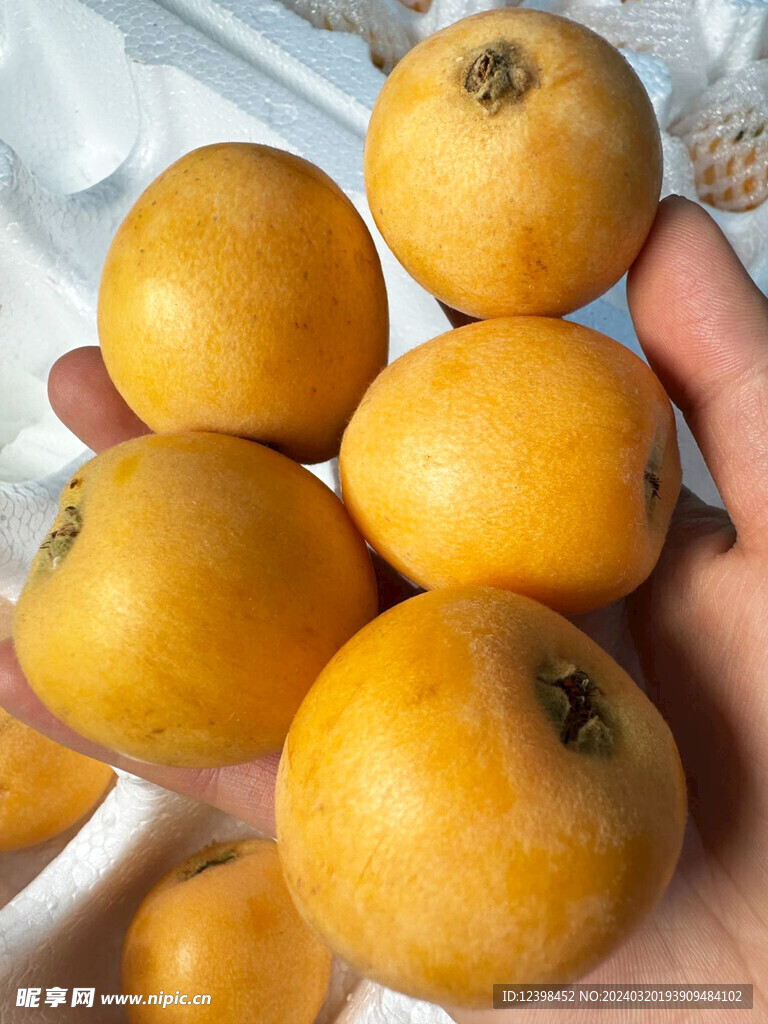 枇杷