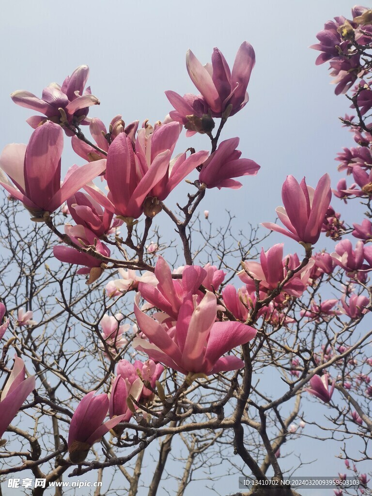 玉兰花特写