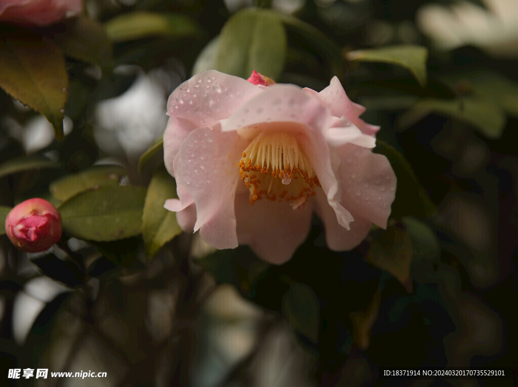 茶花