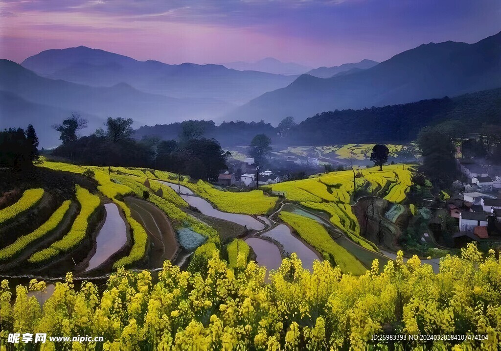 油菜花田