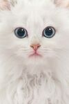 猫猫