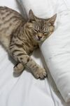 猫猫