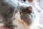 猫猫