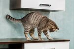 猫猫