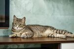 猫猫