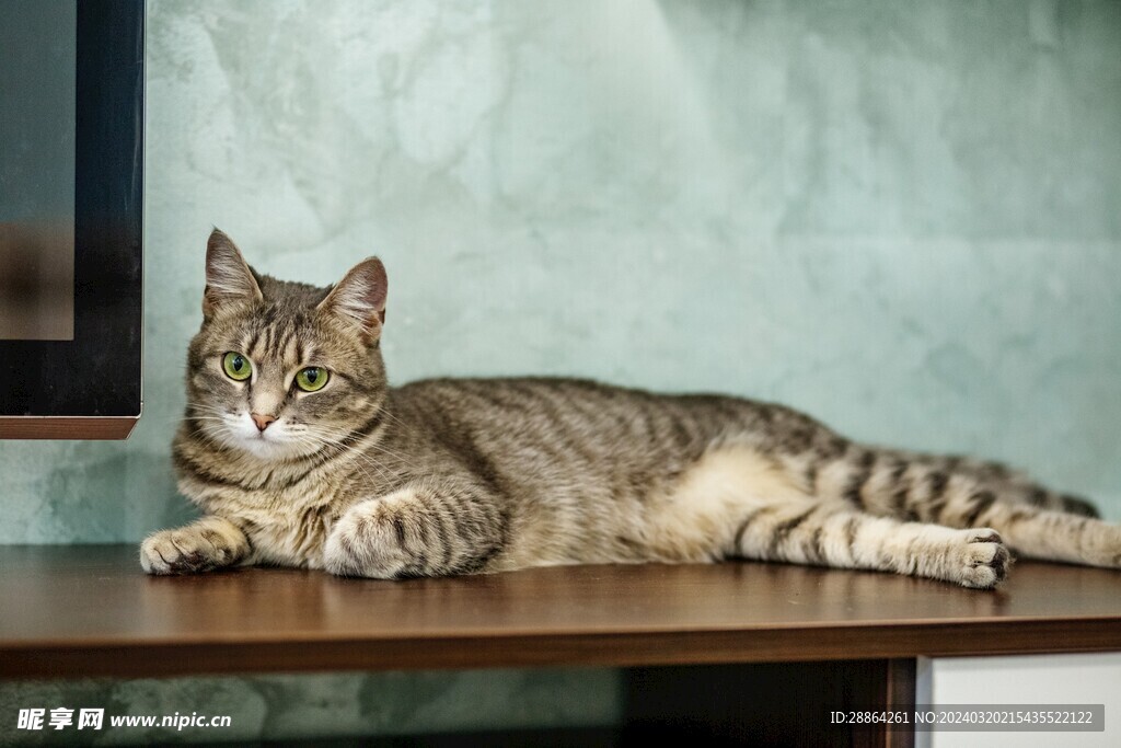 猫猫