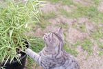 猫猫