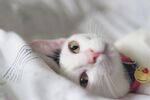 猫猫