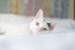 猫猫