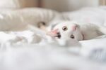 猫猫
