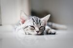 猫猫