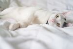 猫猫