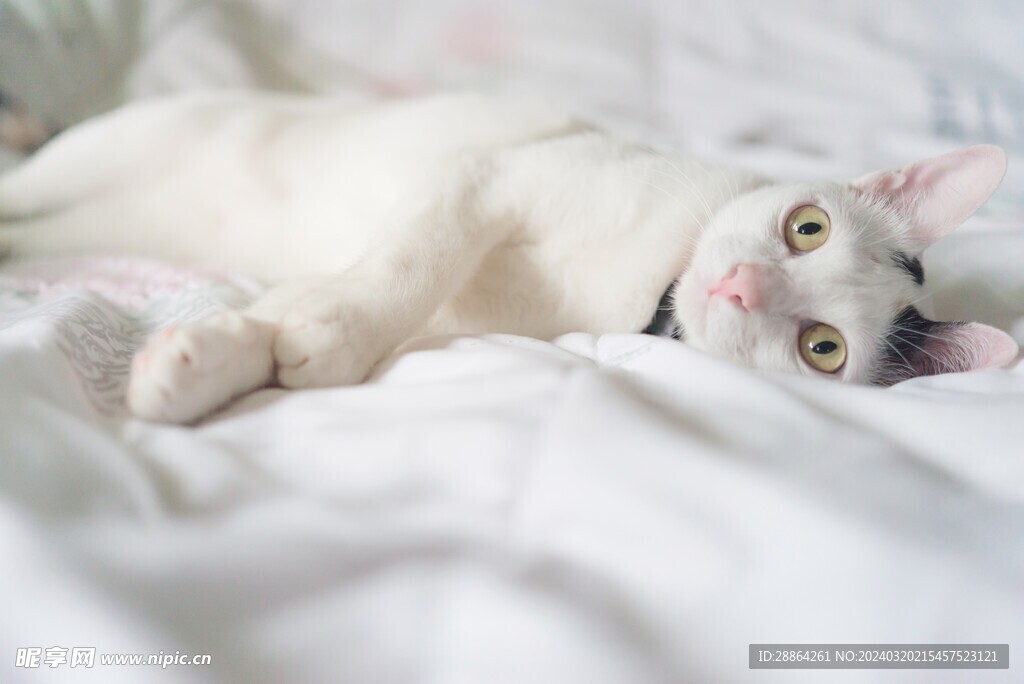 猫猫