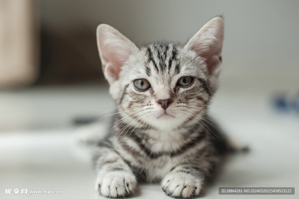 猫猫