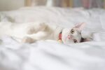 猫猫