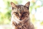 猫猫