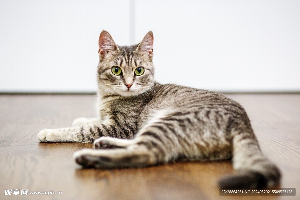 猫猫