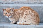 猫猫