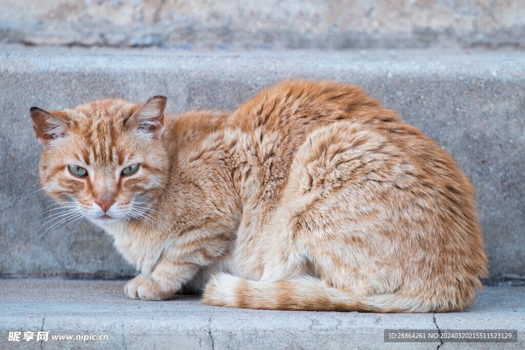 猫猫