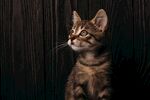 猫猫