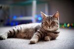 猫猫