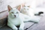 猫猫