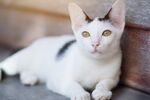 猫猫