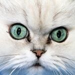 猫猫