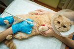 猫猫