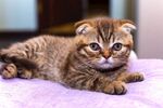 猫猫