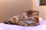 猫猫
